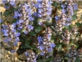 ajuga reptans